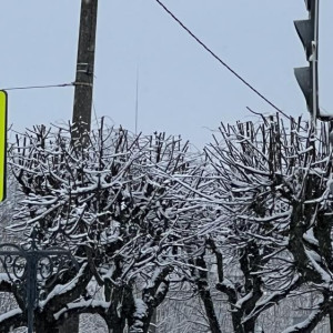 Во Владимире на пешеходных переходах зазвучат новогодние песни