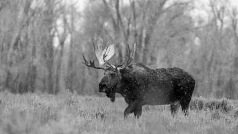 Во Владимирской области москвича осудили за случайную смерть водителя из-за сбитого лося