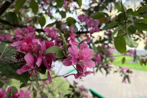 Во Владимире центральную улицу украсят 18 красных яблонь