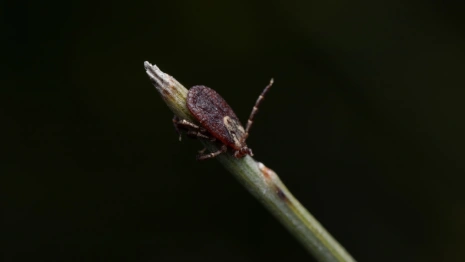 Во Владимирской области за неделю клещи укусили 17 человек