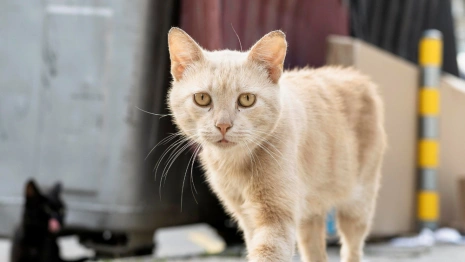 Во Владимирской области за 2023 год отловили 1995 безнадзорных животных