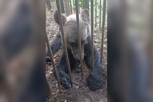 Разгуливающего в Александровском районе медвежонка поймали посадили в вольер