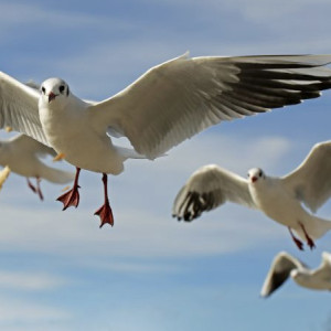 Во Владимирской области на берегу Оки нашли очаг птичьего гриппа