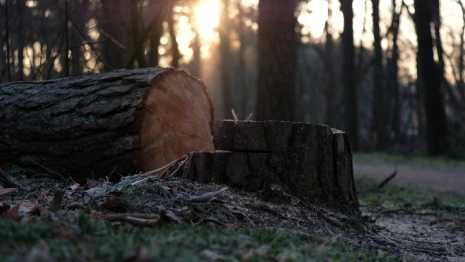 Жителей Владимирской области будут штрафовать за спил деревьев на участке