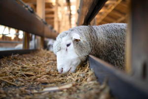 Народные приметы на 28 февраля: что можно и нельзя делать в день Онисима Овчарника