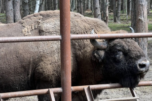 Во Владимирской области создадут природный заповедник для зубров