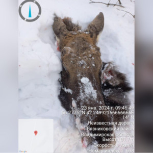 В Вязниковском районе браконьеры застрелили лося в заказнике