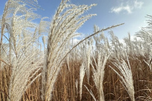 В России начали внедрять новую сельхозкультуру