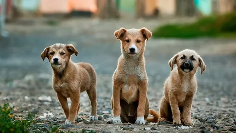 Во Владимире волонтеры «Валенты» отказались отдавать собак и кошек в муниципальный приют