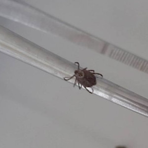 Во Владимирской области с людей сняли 2 зараженных болезнью Лайма клещей