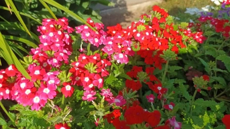 Прогноз погоды во Владимире и области на 12 июля