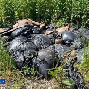 Свалку из трупов баранов под Александровом сожгут