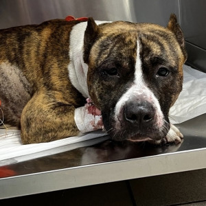 Во Владимире сбили брошенную хозяином собаку