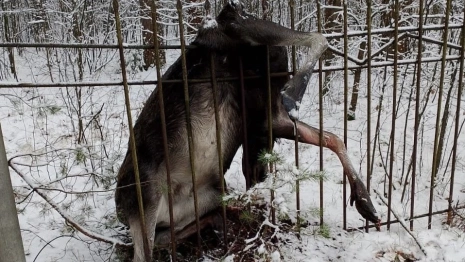 В Киржачском районе погиб зацепившийся за забор лось