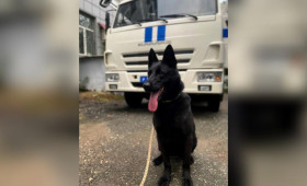 Владимирские полицейские объявили поиск хозяина для служебной немецкой овчарки