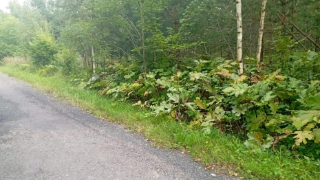 Житель Владимирской области пожаловался на заросшую борщевиком обочину 