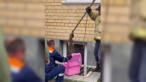 В Коврове спасатели вытащили енотовидную собаку из подвала многоэтажки