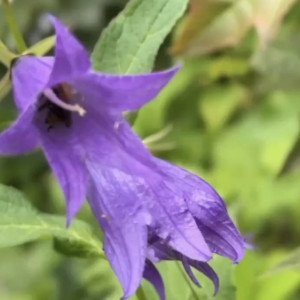 Из парка у ДТЮ во Владимире перенесли краснокнижные растения и рыб