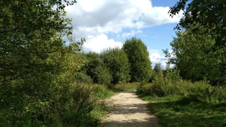 Жители Владимира повздорили с мэром из-за вырубки деревьев в парке у ДТЮ