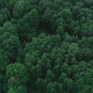 Во Владимирской области нашли пропавшего в августе мужчину