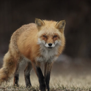 В деревне во Владимирской области ввели карантин по бешенству