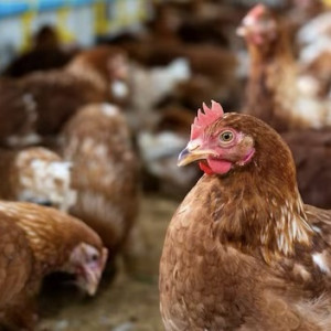 В России могут запретить вывоз за границу некоторых видов мяса птицы