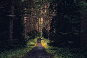 Во Владимирской области нашли живой пропавшую в лесу пенсионерку