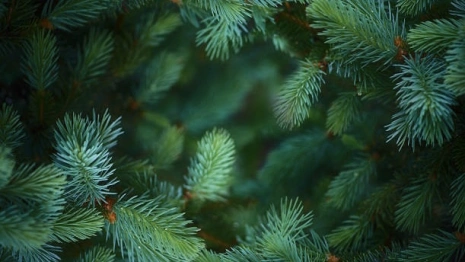 Бизнесмен из Владимирской области получил срок за незаконный вывоз елок за границу