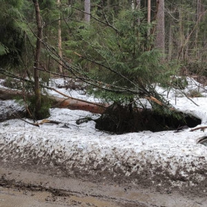 В Киржаче женщина получила перелом позвоночника из-за падения аварийного дерева на машину