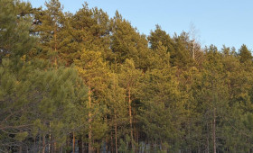 Прогноз погоды во Владимирской области на 20 марта 2026 года