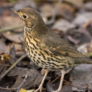 День сорока Севастийских мучеников: что можно и чего нельзя делать 22 марта