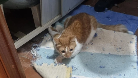 Во Владимире спасли котенка с застрявшей под ванной лапой