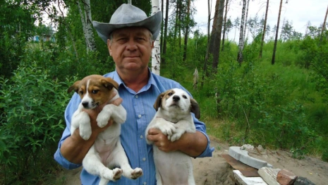 В Гусь-Хрустальном 200 животных из частного приюта оказались под угрозой остаться на улице