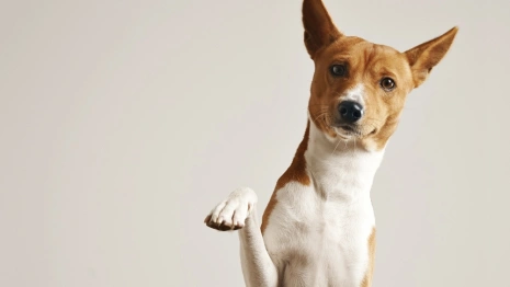 Приют для животных в Гусь-Хрустальном начали ремонтировать