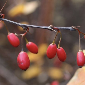 Во Владимирскую область завезли 122 тыс. саженцев белорусской голубики и барбариса
