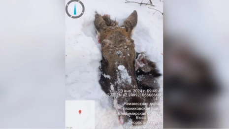 В Вязниковском районе браконьеры застрелили лося в заказнике