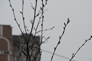 Во Владимирской области в выходные похолодает до 0