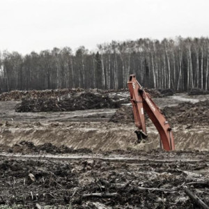 Спиленные ради реконструкции аэропорта во Владимире деревья отправят в зону СВО