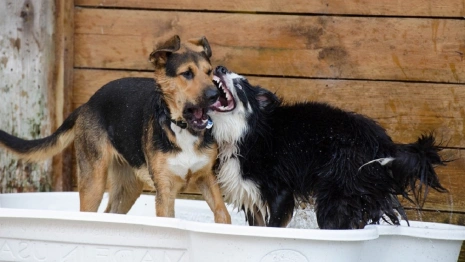 Во Владимирской области жители пожаловались стаю запертых в сарае собак
