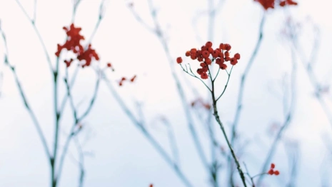 День Федота Ветроноса: что можно и чего нельзя делать 15 марта