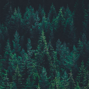 Во Владимирской области пропавшего мужчину с бородой нашли мертвым