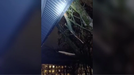 Во Владимире дерево рухнуло с территории школы на 3-этажный дом