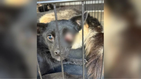 Владимирские волонтеры спасли собаку с изувеченным глазом