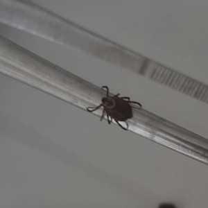 С жителей Владимирской области сняли 13 зараженных вирусами клещей