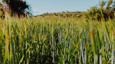 Во Владимирской области земли для сельхознужд заросли сорняками и кустарниками