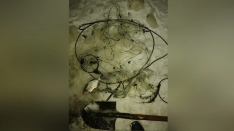 Во Владимирской области браконьер поставил сети в природном заповеднике