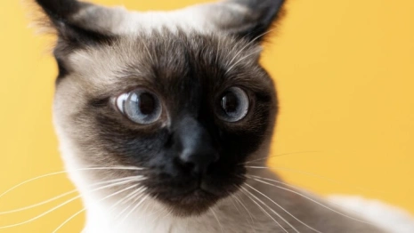 В Коврове появится первое котокафе