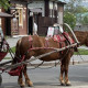 Суздальских извозчиков обязали получать права «водителя лошади»