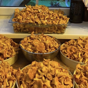 Во Владимирской области пошли белые грибы и лисички