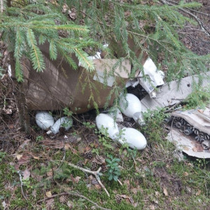 Во Владимирской области ликвидировали свалку ртутных ламп